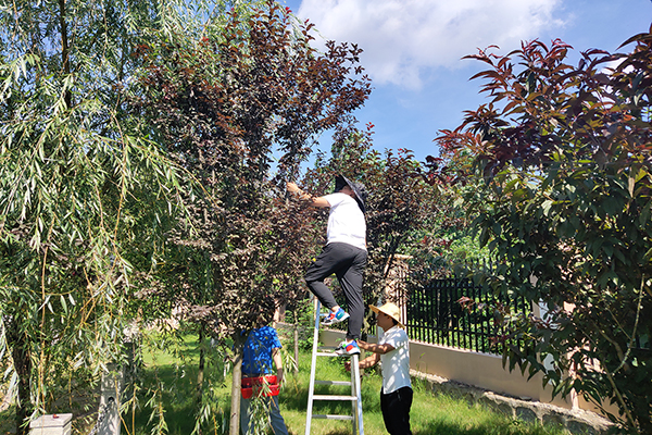 1593332145795730.jpg 2.jpg